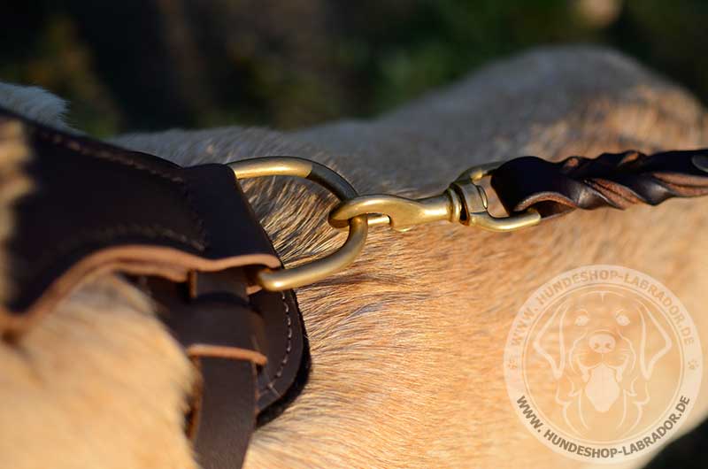 Hundegeschirr mit goldenfarbigen Nieten