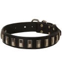Labrador Collar Leather with Glossy Nickel Plates